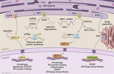 The Unfolded Protein Response and Autophagy on the Crossroads of Coronaviruses Infections